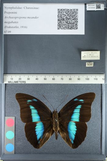 Media type: image;   Entomology 163505